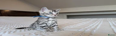 Bengal Kitten 1 💙 Male