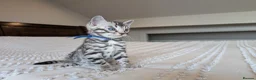 Bengal cats for sale: 🖤🩶🤍 Stunning Bengal Kittens 🤍🩶🖤 - Advert 36