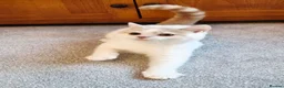 British Shorthair cats for sale: Gorgeous loving purr machines  - Advert 9