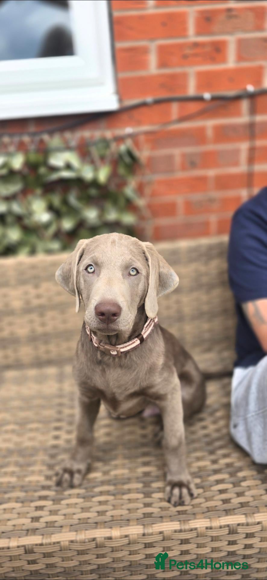 Labrador Retriever dogs Stunning KC Registered Silver Labrador Boy  - Advert 4