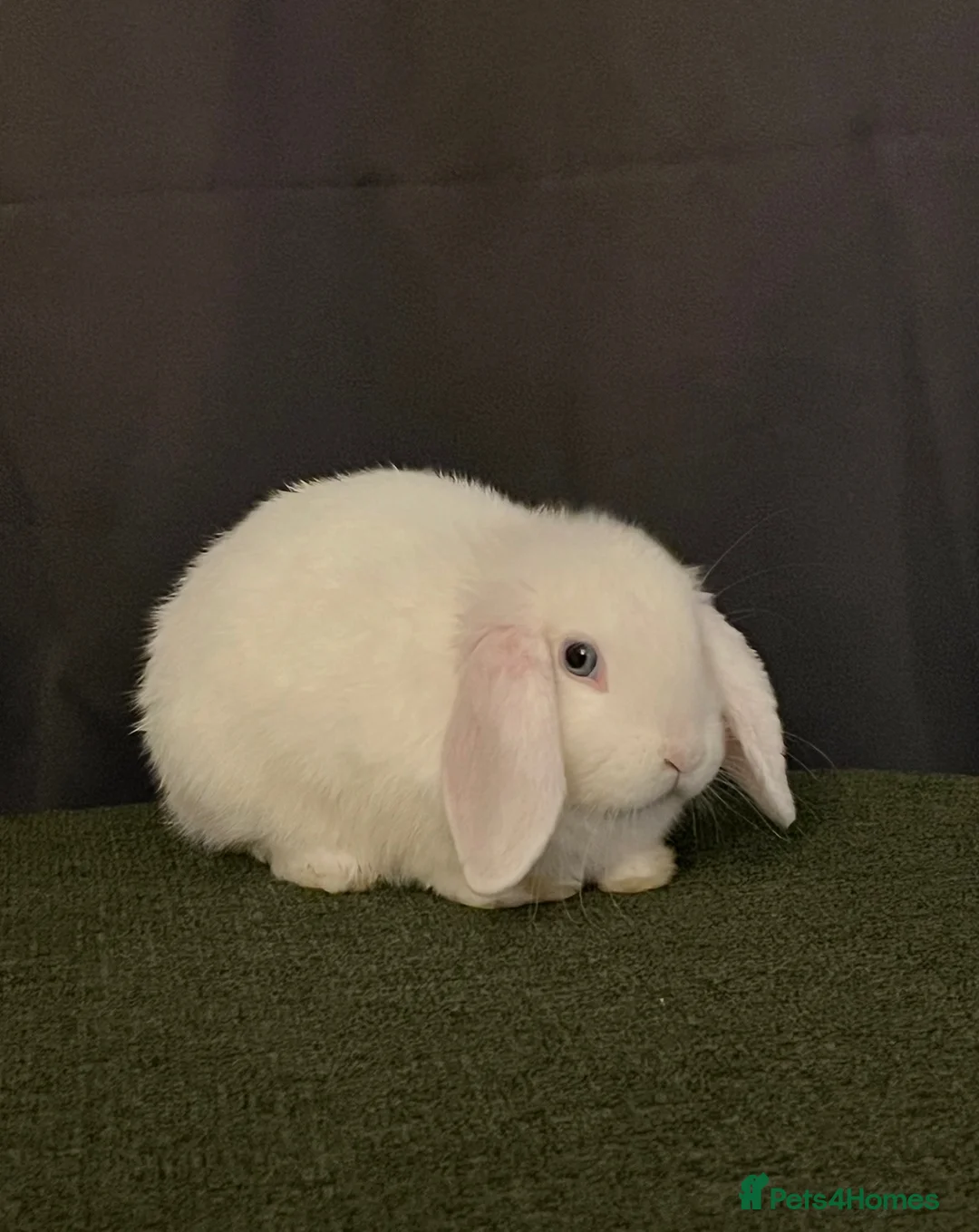 Mini Lop rabbits for sale: Sweet 8 month old Spayed Female Mini Lop - Advert 4