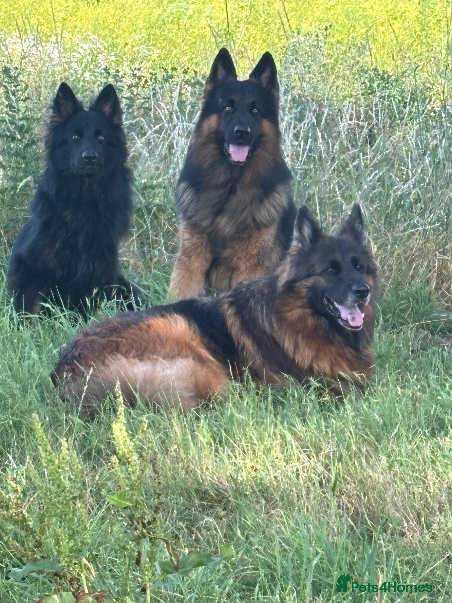 German Shepherd dogs Stunning GSD working line puppies  - Advert 2