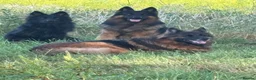 German Shepherd dogs for sale: Stunning GSD working line puppies  - Advert 3