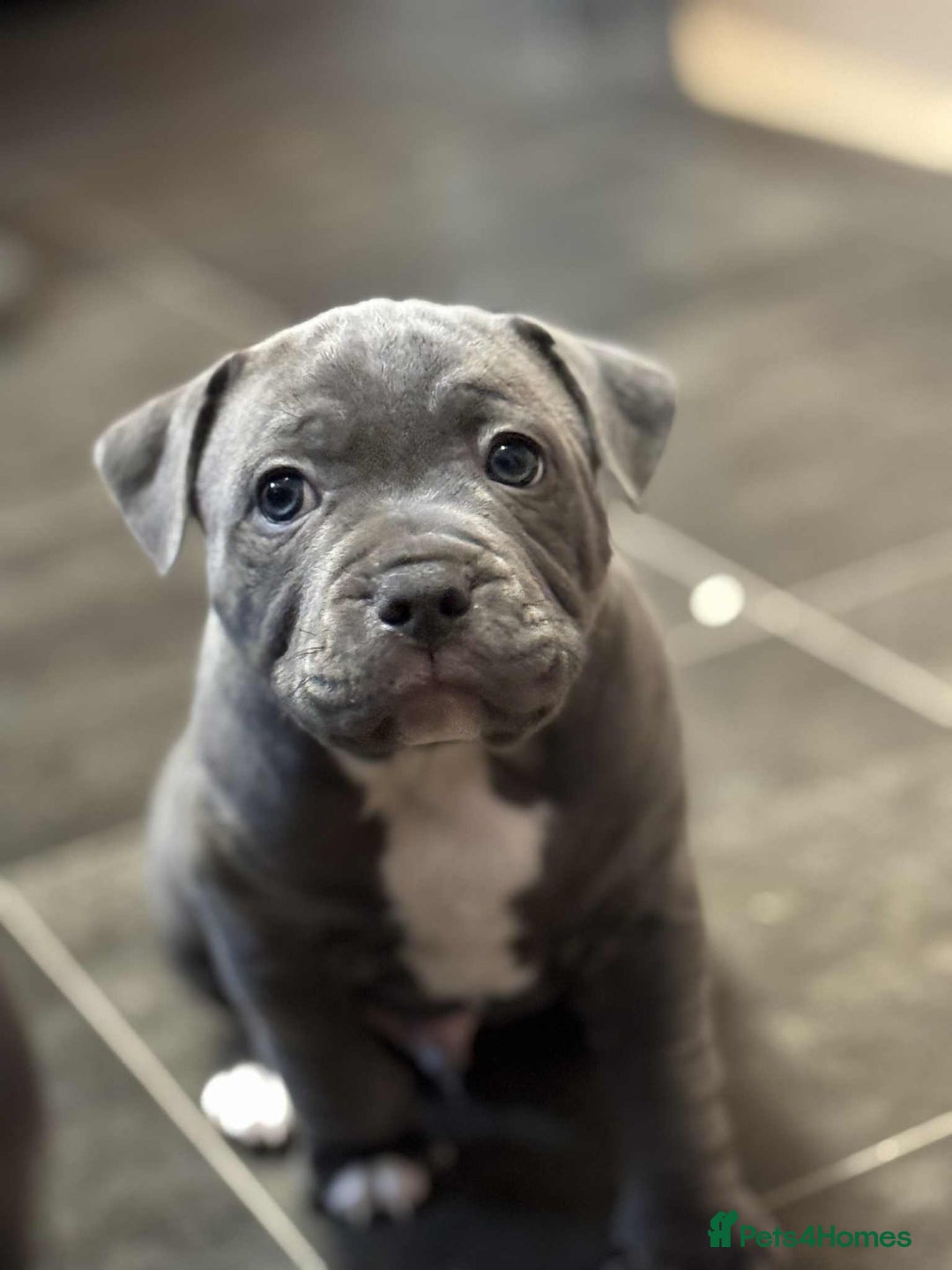 Staffordshire Bull Terrier dogs for sale: Gorgeous Blue staff puppies - Image 4