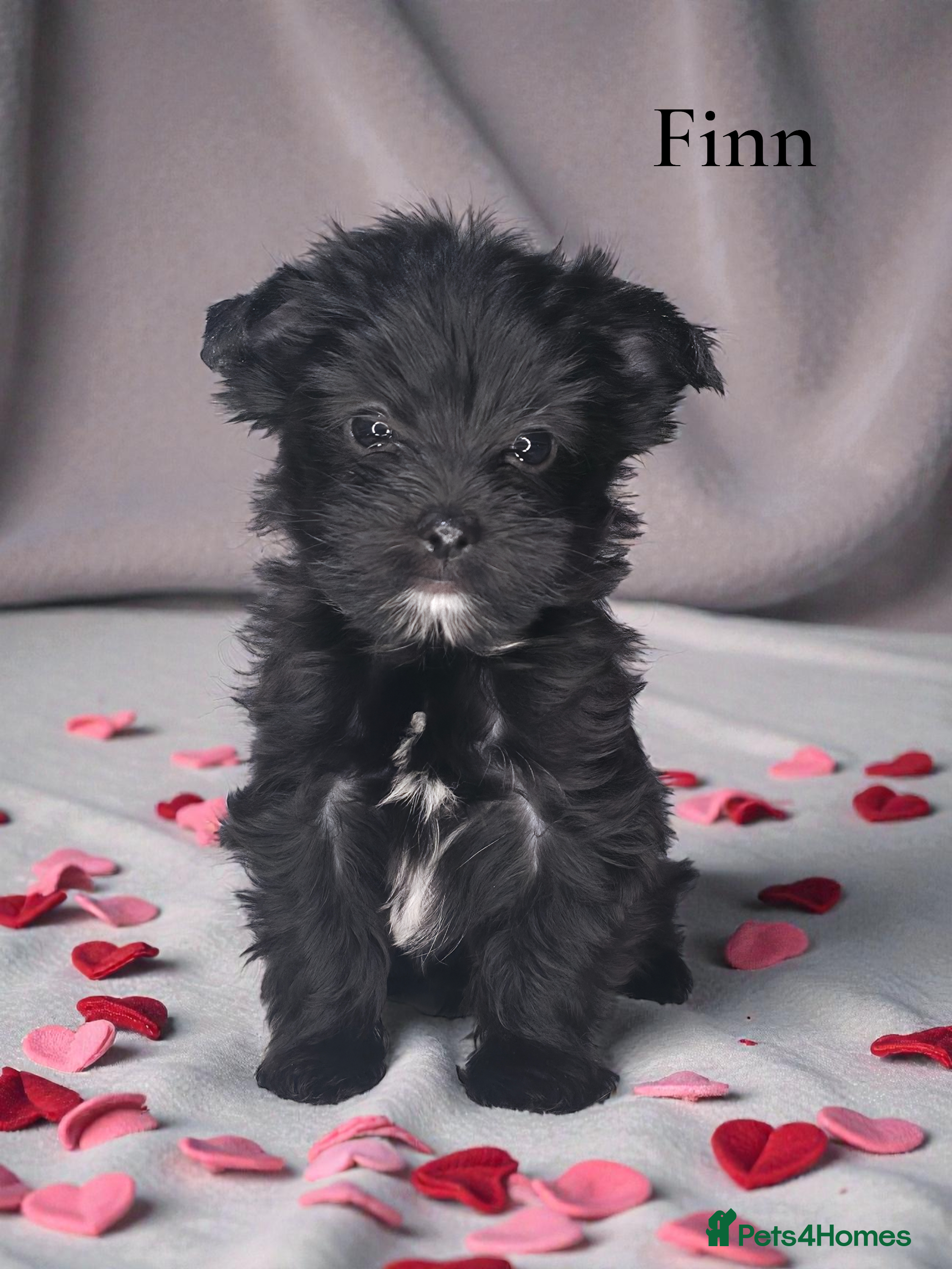 Yorkshire Terrier dogs For sale Tiny Yorkshire Terrier READY 09.01.2026 - Advert 8