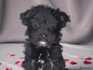 Yorkshire Terrier dogs For sale Tiny Yorkshire Terrier READY 09.01.2026 - Advert 8