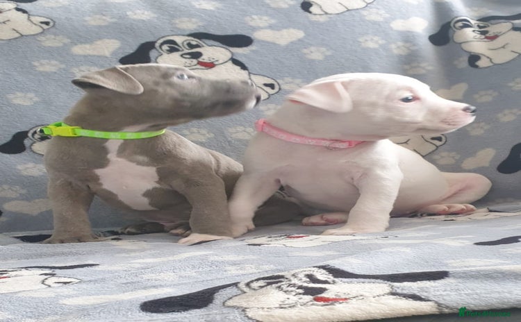 Staffordshire Bull Terrier dogs - Advert 2