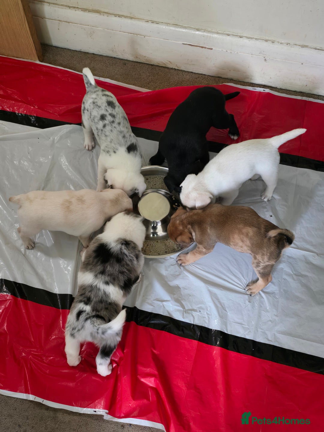 Mixed Breed dogs for sale: Frenchie x Labrador Puppies 17 weeks ready to go - Image 7