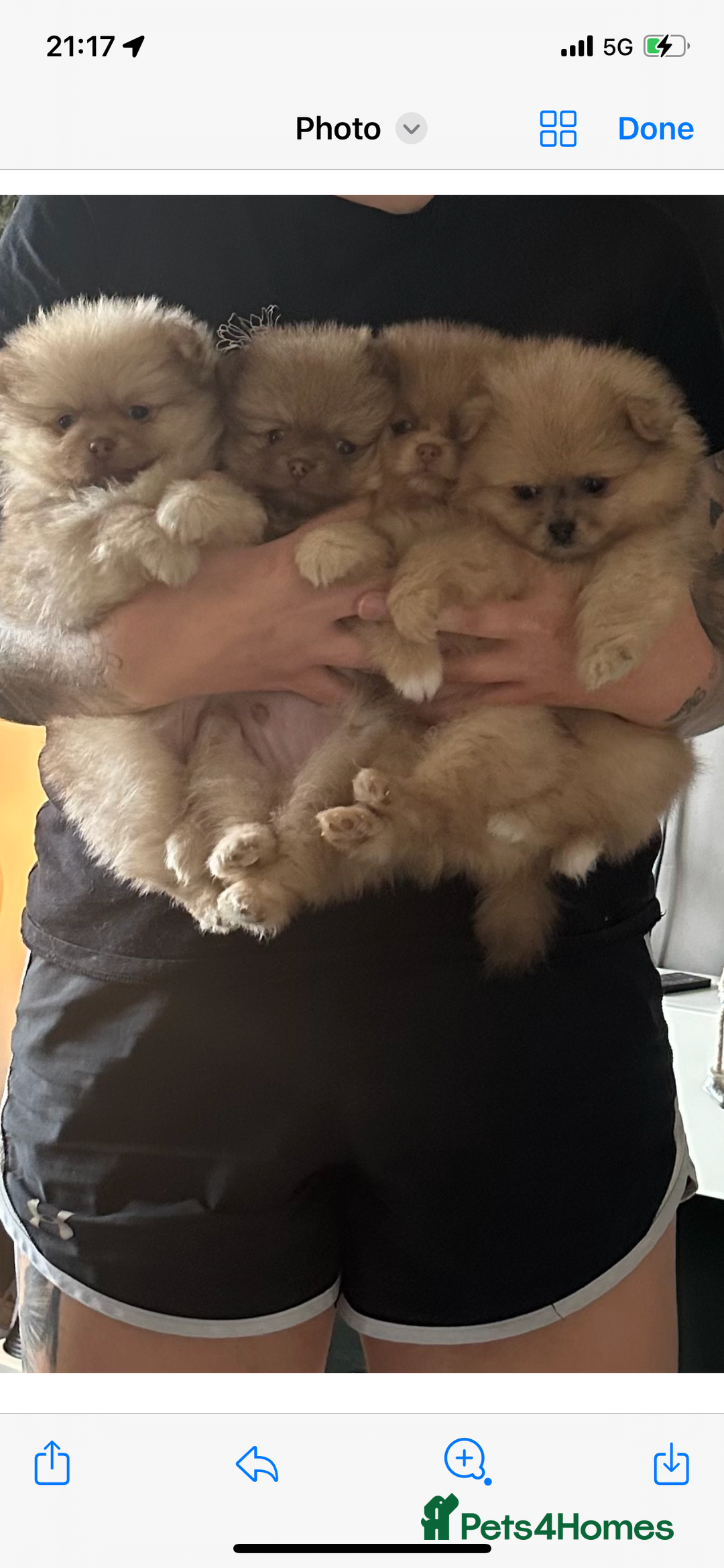 Pomeranian dogs for stud: Cobee (PROVEN)  ( STUD ONLY ) (PRODUCING MERLES)   in Liverpool - Advert 36