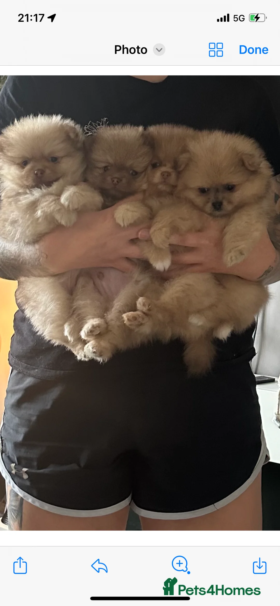Pomeranian dogs for stud: Cobee (PROVEN)  ( STUD ONLY ) (PRODUCING MERLES)   in Liverpool - Advert 36