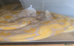 Python Snake reptiles for sale: Snake for sale - Image 4