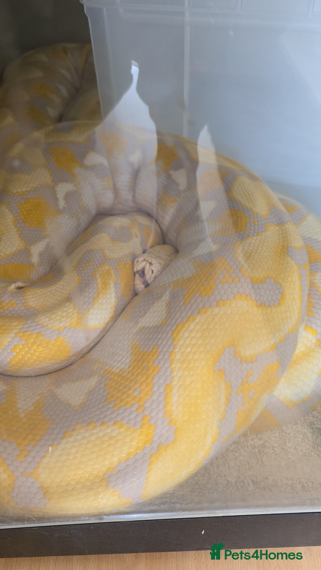 Python Snake reptiles for sale: Snake for sale - Image 4