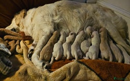 Golden Retriever dogs for sale: Golden Retriever Puppies - you will Fall in love  - Image 36