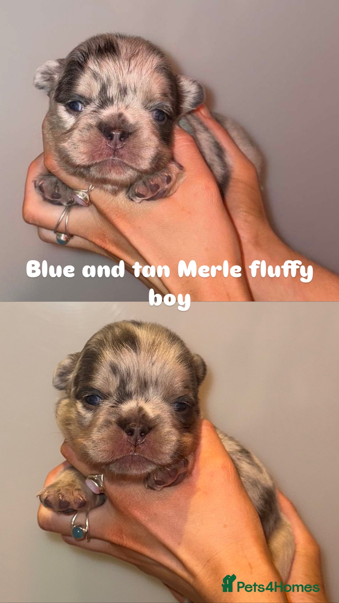 French Bulldog dogs for sale: 7 fluffy French Bulldogs puppies - Image 4