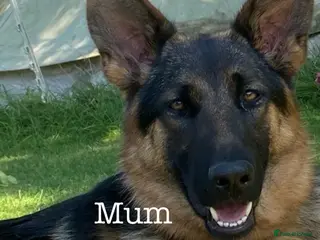 German Shepherd dogs Four year old German Shepherd male - Advert 1