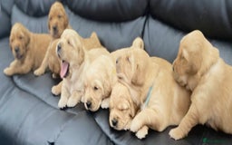 Golden Retriever dogs for sale: Litter of 8 (2 males & 2 females available) - Image 10