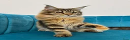 Maine Coon cats for sale: TICA Pedigree Registered Maine Coon Kittens - Advert 32
