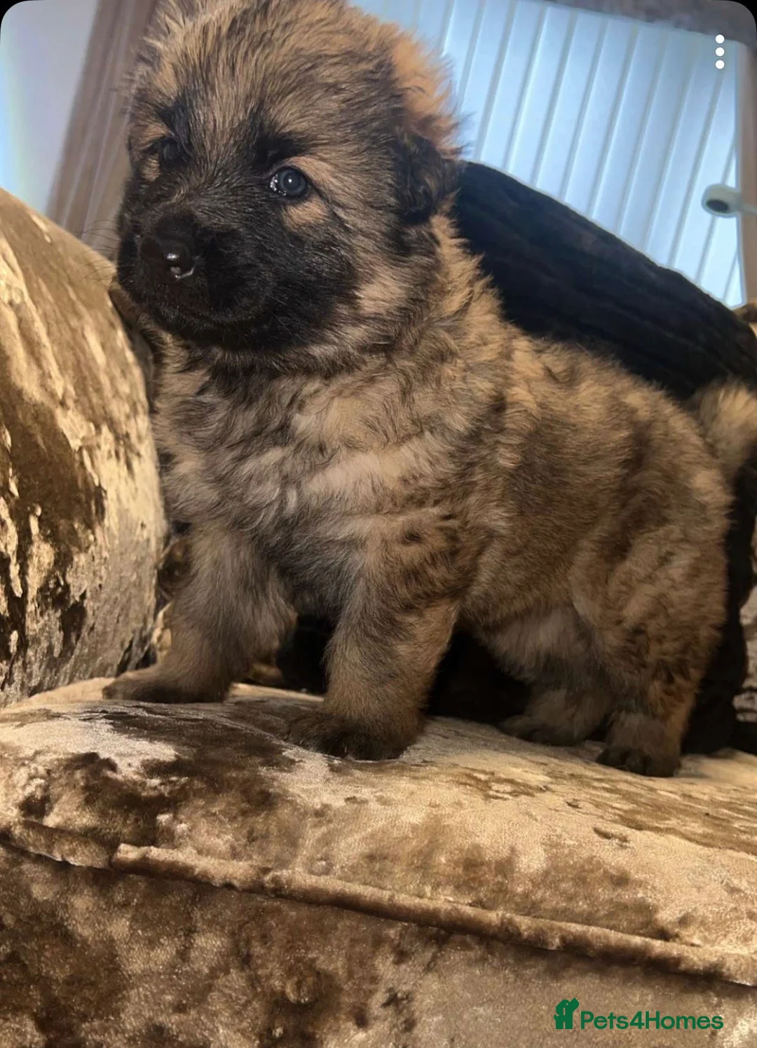 German Shepherd dogs for stud: ⭐️ Health tested, Proven, KC reg GSD ⭐️  - Advert 11