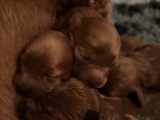 Cavapoo dogs - Advert 6