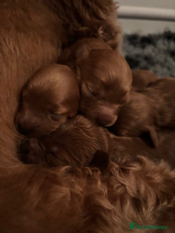 Cavapoo dogs - Advert 1