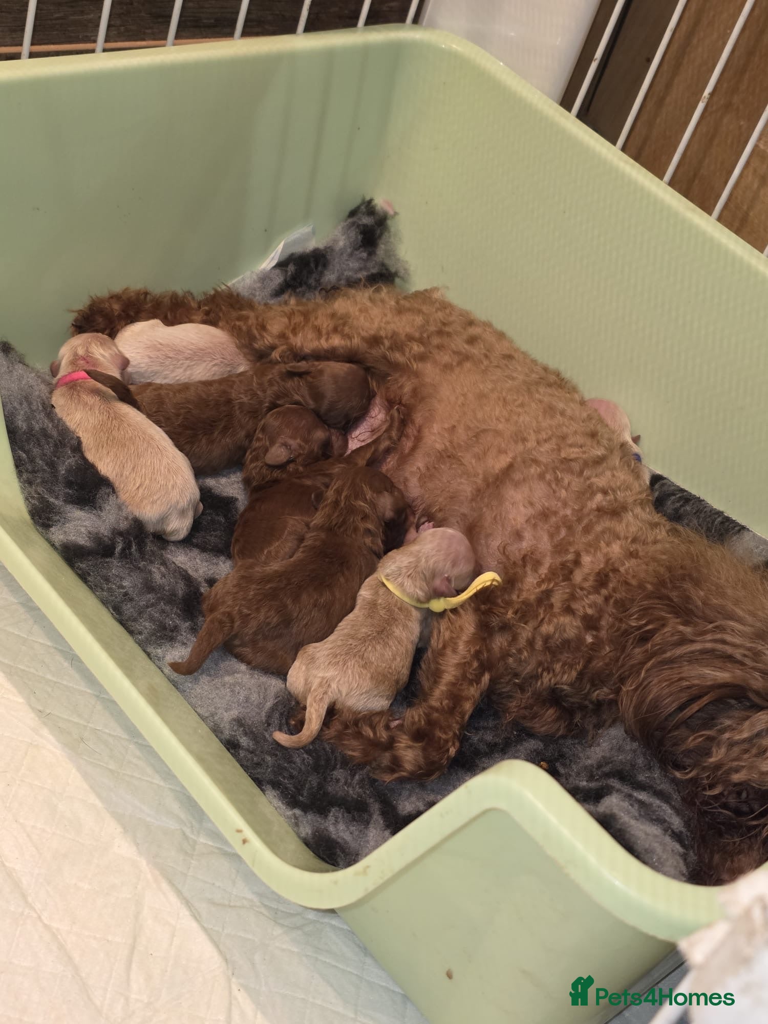 Maltipoo dogs Asian tiny x-small multipoo puppies  - Advert 2