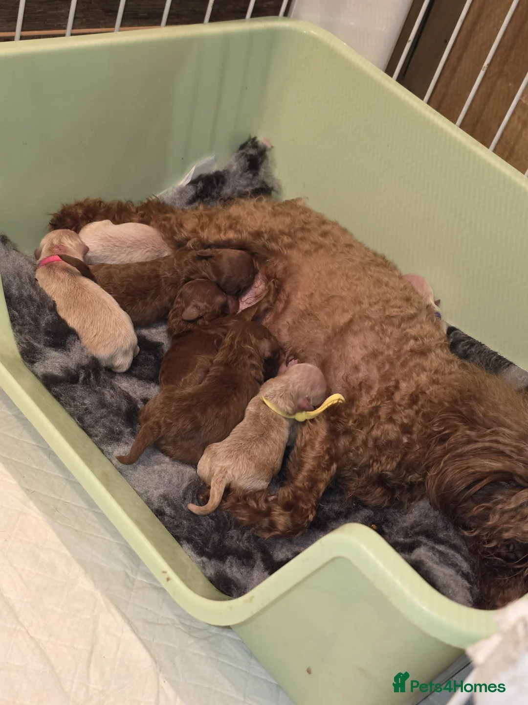 Maltipoo dogs for sale: Asian tiny x-small multipoo puppies  - Advert 2