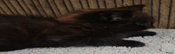 Domestic Shorthair cats for adoption: Rescue Kitten Looking for a Forever Home - Advert 5