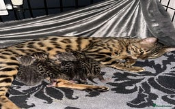 Bengal cats for sale: Pure breed bengals  - Image 10