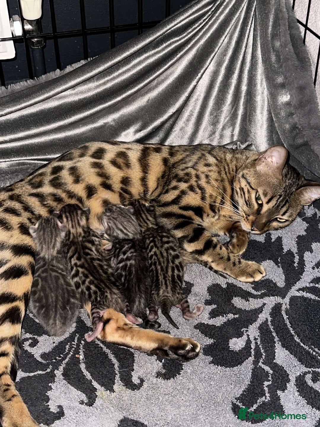 Bengal cats for sale: Pure breed bengals  - Image 10