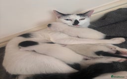Mixed Breed cats for sale: Kittens available for sale with heterochromia - Image 16