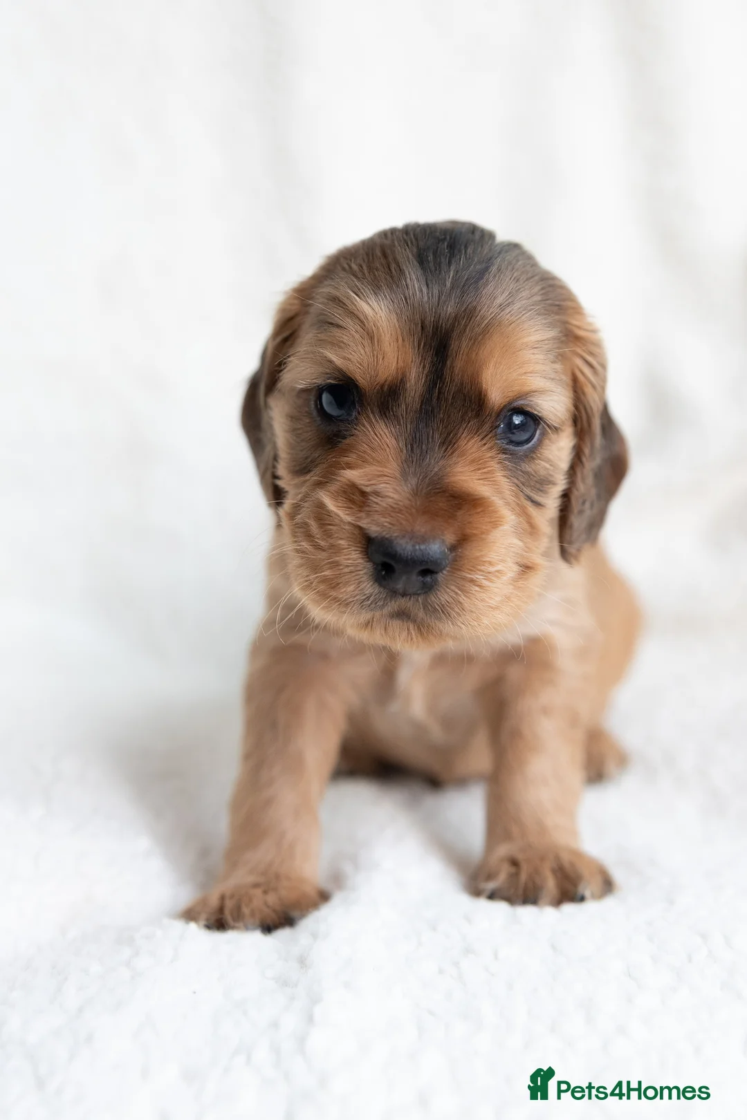 Mixed Breed dogs for sale: Mini Golden retriever ( Dakota sport retriever) - Advert 5