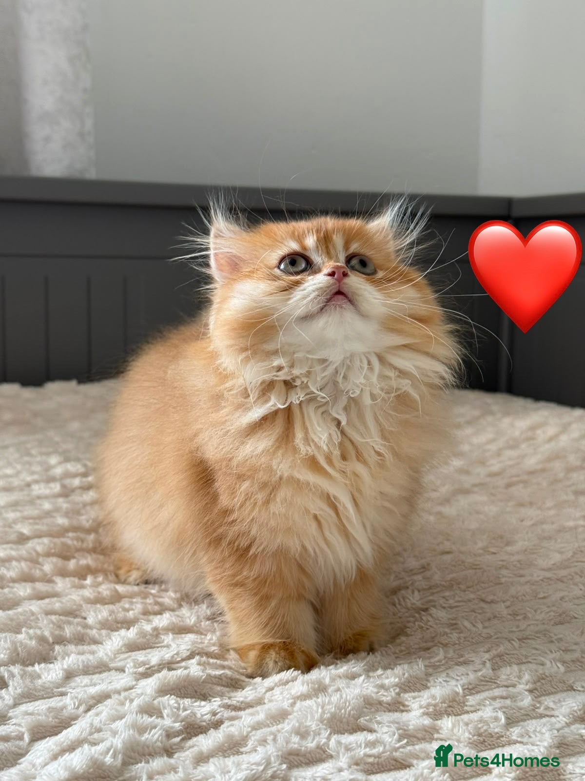 British Longhair cats Chocolate-Golden British BLH and BSH kittens  - Advert 8
