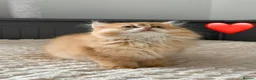 British Longhair cats for sale: Golden British BLH and BSH kittens  - Advert 7