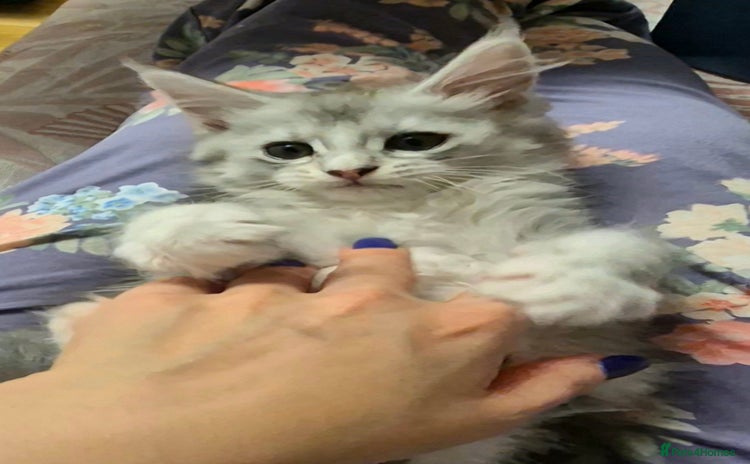 Maine Coon cats 17 Dec Rare Silver Ticked Pedigree Maine Coons - Advert 7