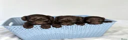Cockapoo dogs for sale: 🐾 beautiful cockerpoo puppies  in Amersham - Advert 5