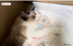 Ragdoll cats for sale: A Ragdoll boy - Image 4