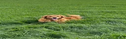 Golden Retriever dogs for sale: Health tested golden retrievers  - Advert 4