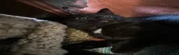 Mixed Breed cats for sale: Polydactyl Kitten - Advert 5