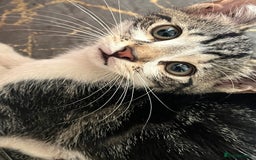 British Shorthair cats for sale: 3 KITTENS! - Image 1