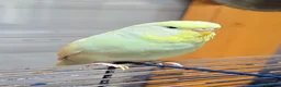 Budgerigars birds for sale: Two budgerigars for sale. - Advert 8