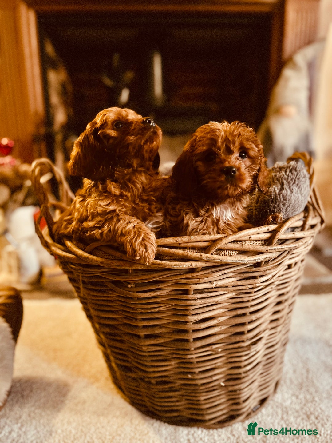 Cavapoo dogs for sale: Gorgeous Cavapoo Darlings  - Advert 1