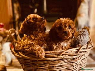 Cavapoo dogs Gorgeous Cavapoo Darlings - Advert 4