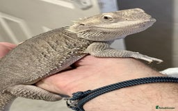 Bearded Dragon reptiles for sale: Zero Bearded Dragon plus full setup - Image 1