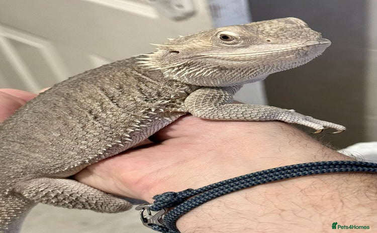 Bearded Dragon reptiles - Advert 4