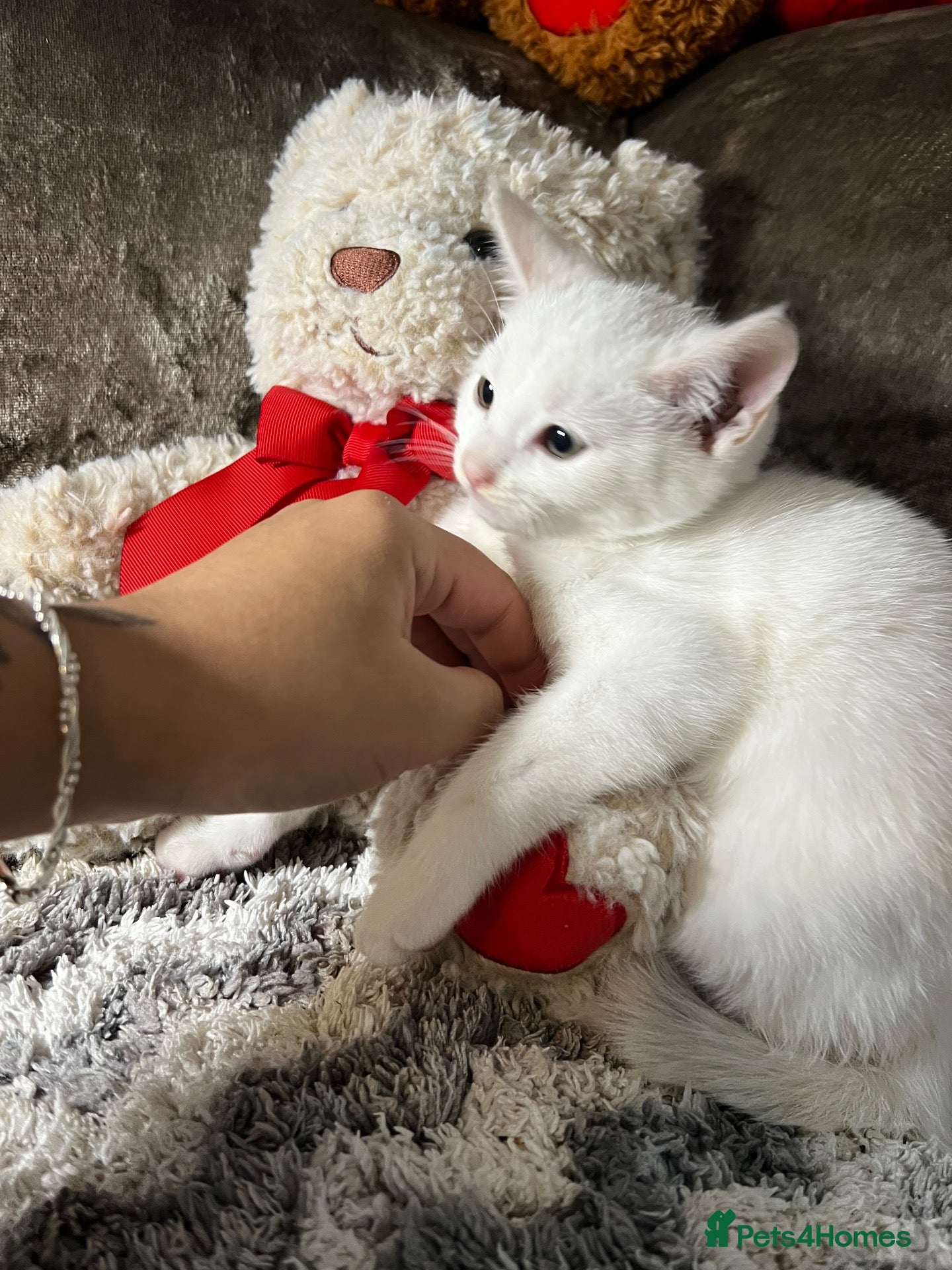 Mixed Breed cats for sale: Adorable tabby kittens  - Advert 22