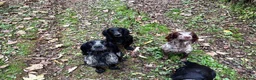 Cocker Spaniel dogs for sale: Health tested working cocker spaniels  - Advert 18