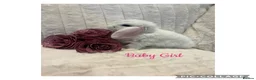 Mini Lop rabbits for sale: Mini Lop Babies - Advert 2