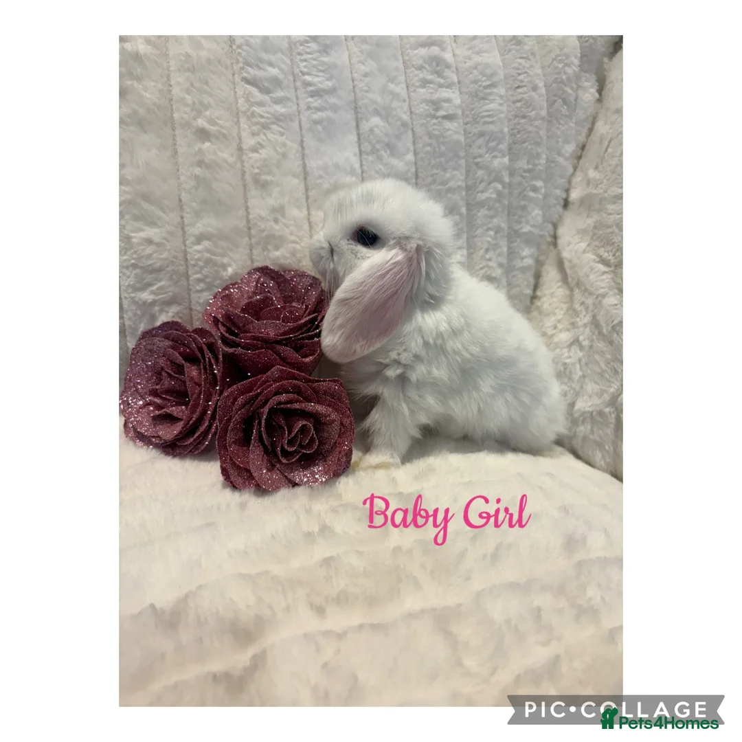 Mini Lop rabbits for sale: Mini Lop Babies - Advert 2