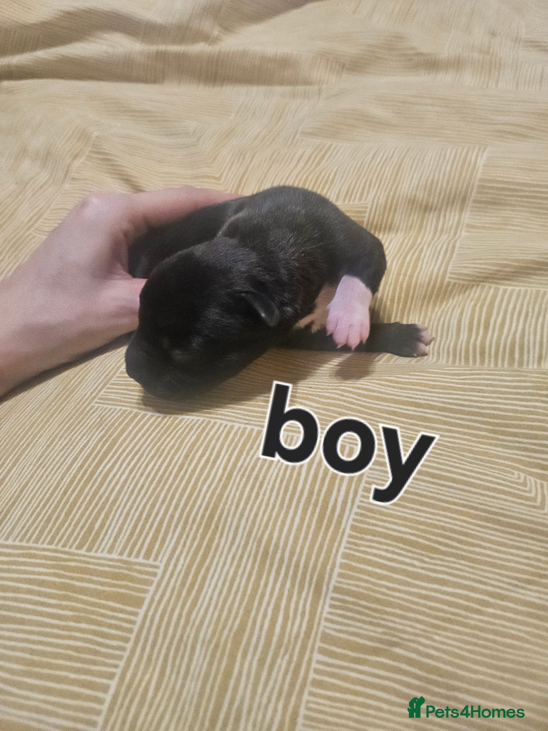 Staffordshire Bull Terrier dogs for sale: Staffy puppies - Advert 8