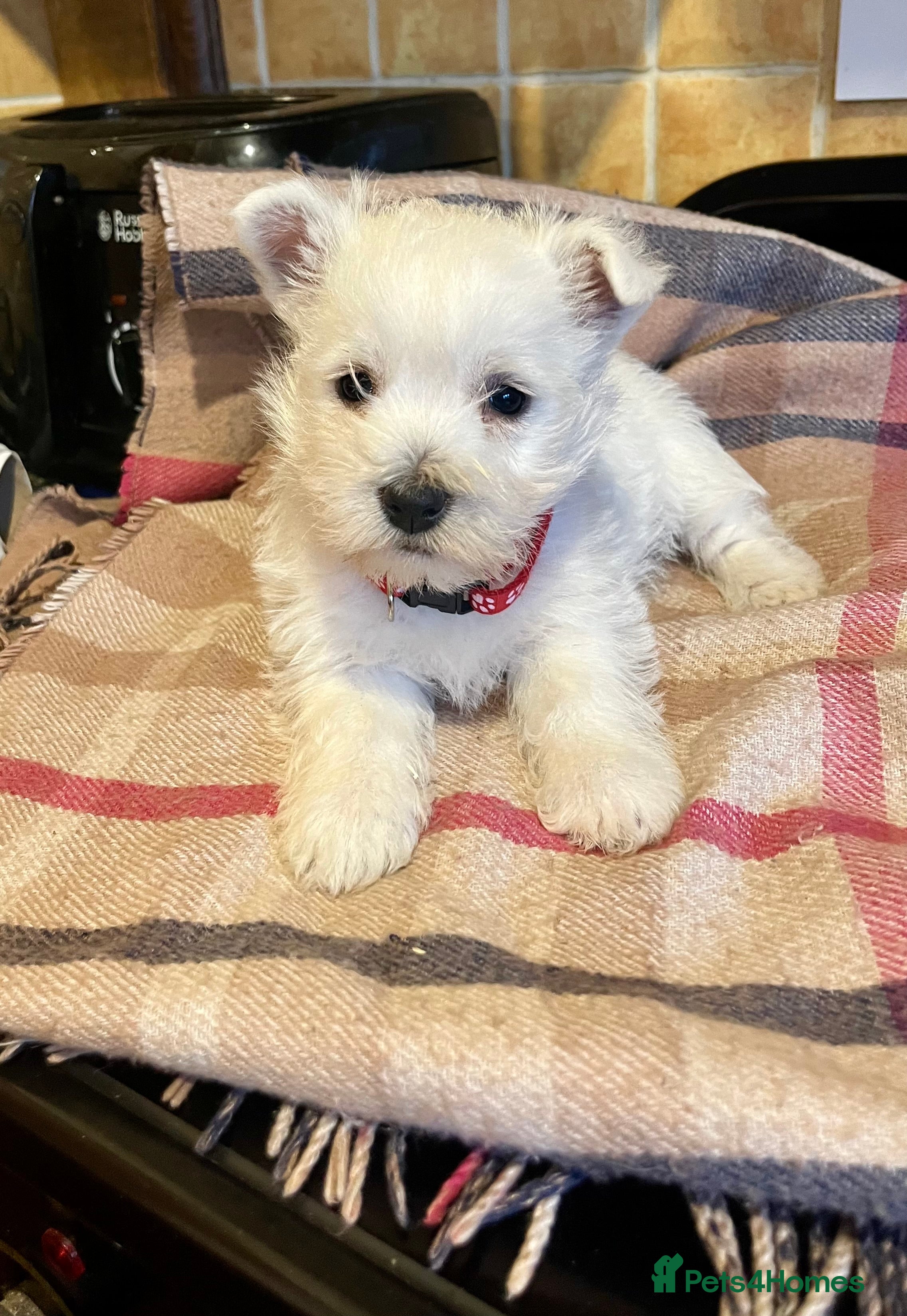 West Highland Terrier dogs Beautiful west highland pups Ready Friday  - Advert 4